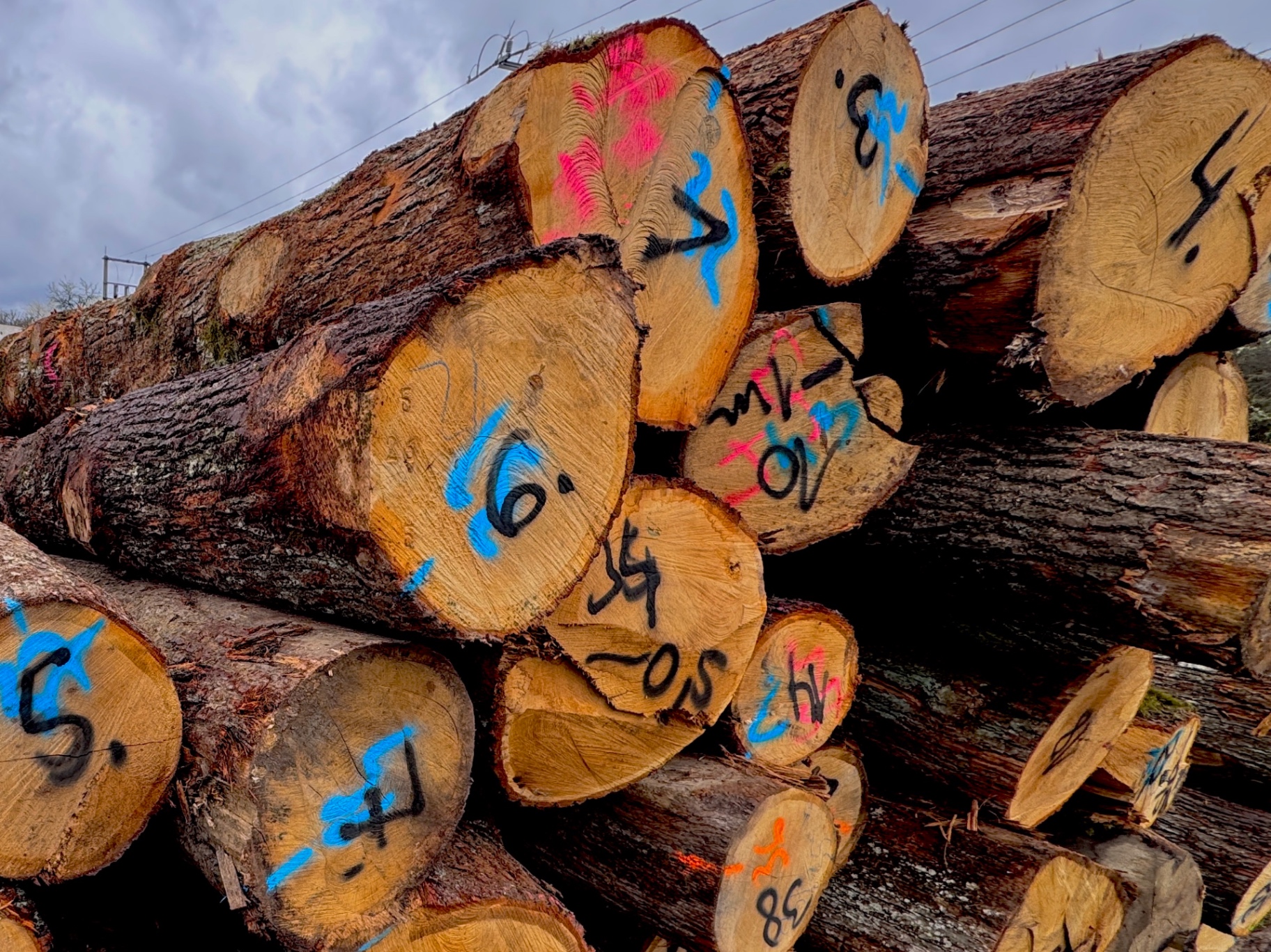 Oak Logs