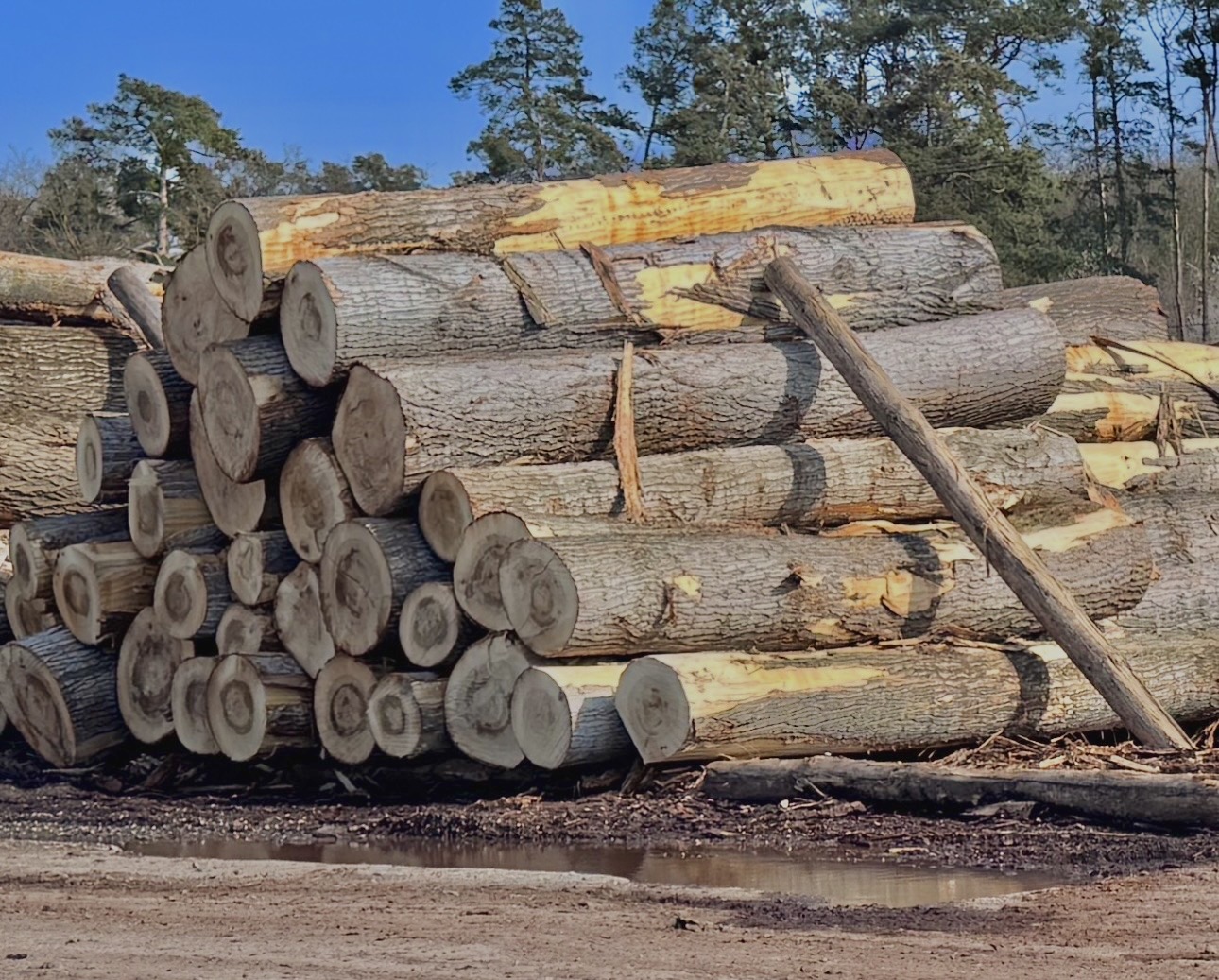 Poplar Logs